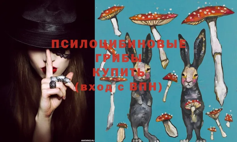 Псилоцибиновые грибы Psilocybe  где можно купить   мега ссылки  Георгиевск 